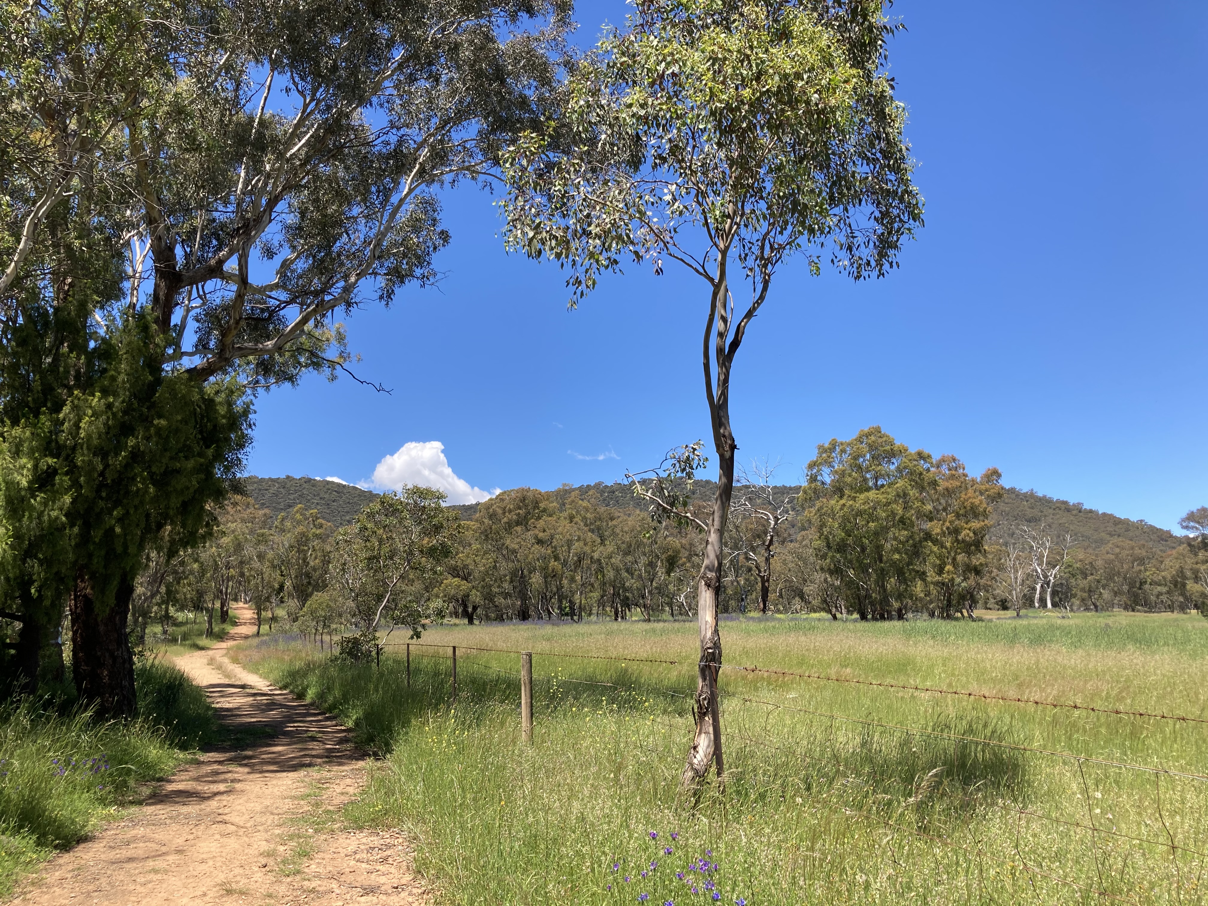 A dirt path up a hill through trees; with fenceline, blue skies and a cloud peeking out from behind the mountain