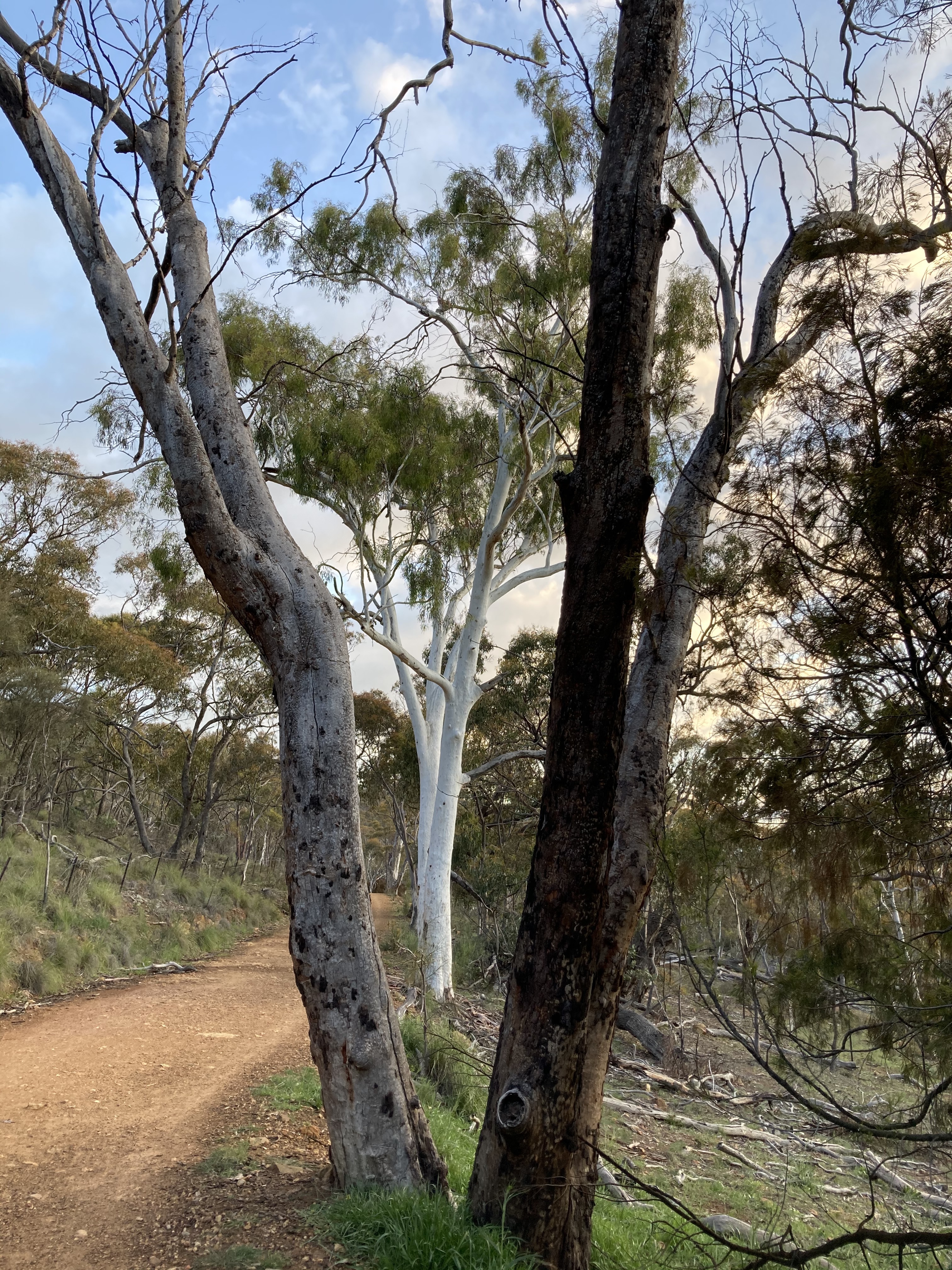Two trees, in the fork of a tree, with a trail running past