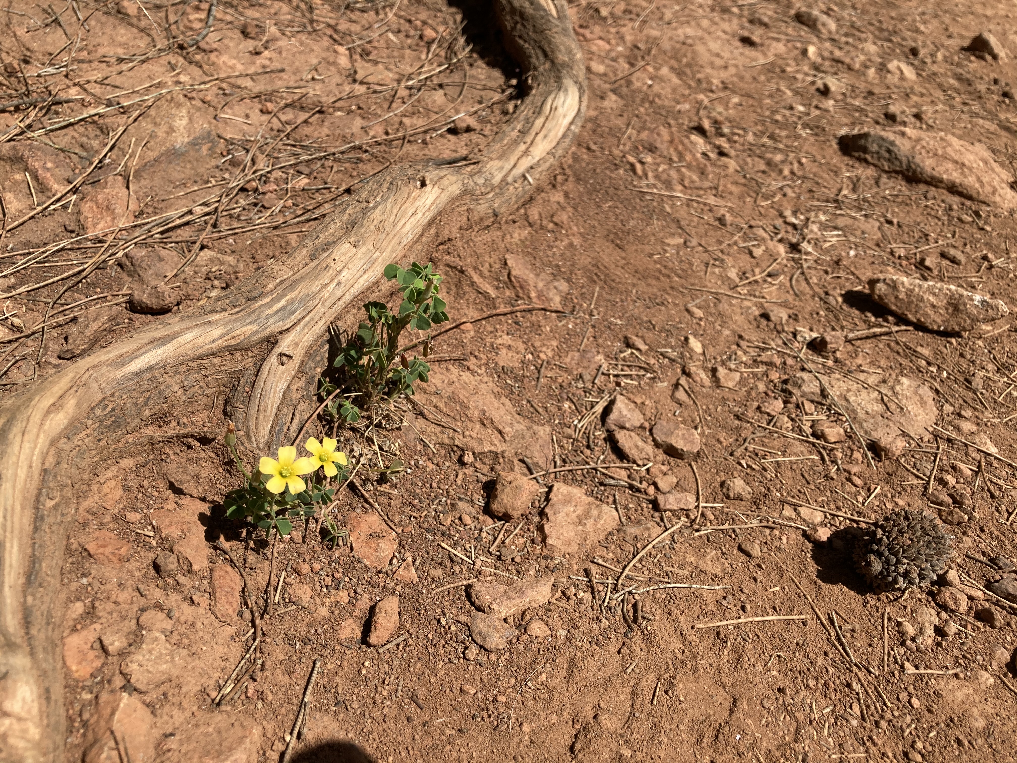 A small yellow flower, by a tree root, in a patch of rocky, red dirt