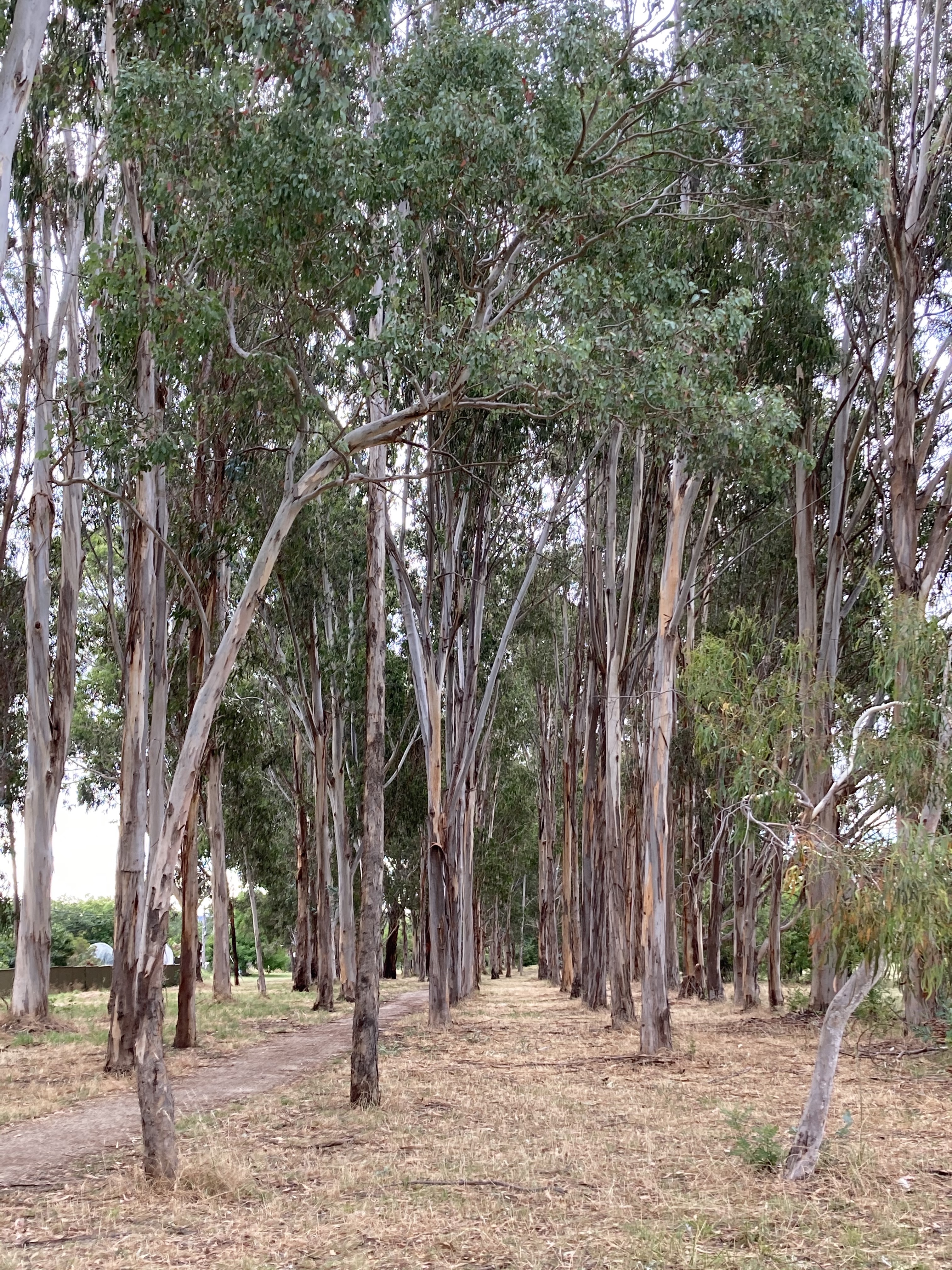 A stand of tall trees, in rows, with a path heading into the distance